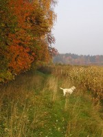 /album/stene/img00015-jpg/