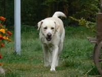 /album/rok-2008/labrador01-jpg/