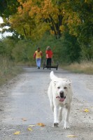 /album/rok-2008/labrador02-jpg/