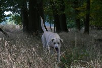 /album/rok-2008/labrador03-jpg/