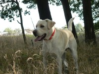 /album/rok-2008/labrador04-jpg/