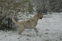 /album/rok-2008/labrador-10-jpg/