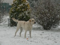 /album/rok-2008/labrador-11-jpg/