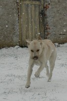 /album/rok-2008/labrador-12-jpg/