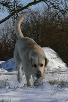 /album/rok-2008/labrador-14-jpg/