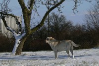 /album/rok-2008/labrdor-15-jpg/