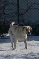 /album/rok-2008/labrador-16-jpg/