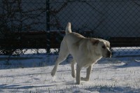 /album/rok-2008/labrador-17-jpg/