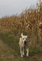 /album/a2009/labrador-3174-jpg/