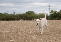 /album/a2009/labrador-3103-jpg/